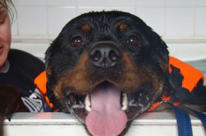 Dog Hydrotherapy Hertfordshire  Treatment 