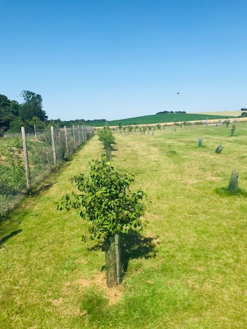 Tree planting