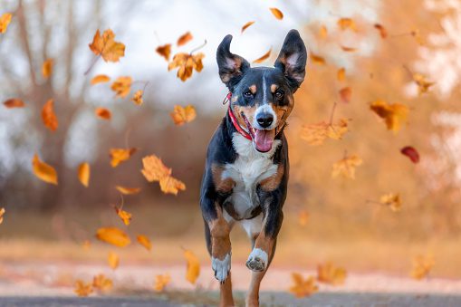 Dog, Appenzellen Sennenhund jumping in autumn leaves over a meadow