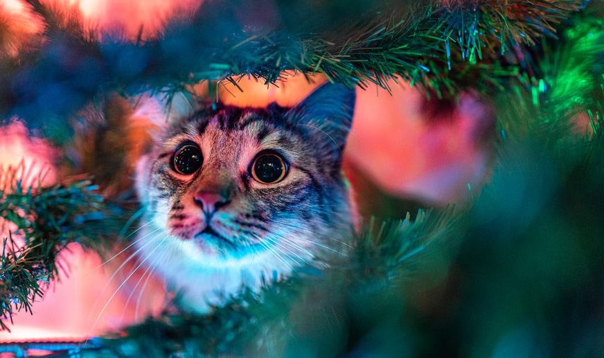 Tabby cat at Christmas