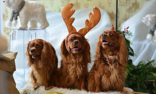 King Charles dogs at Christmas 